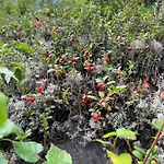 Amero Purnu 1 別荘 コリンカイラ