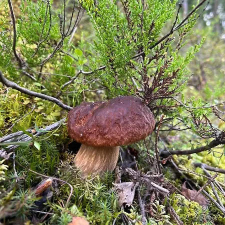 Сasa de vacaciones Amero Purnu 1 *