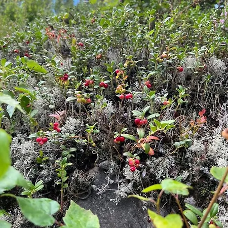 Amero Purnu 1 Casa de Férias Kolinkylä