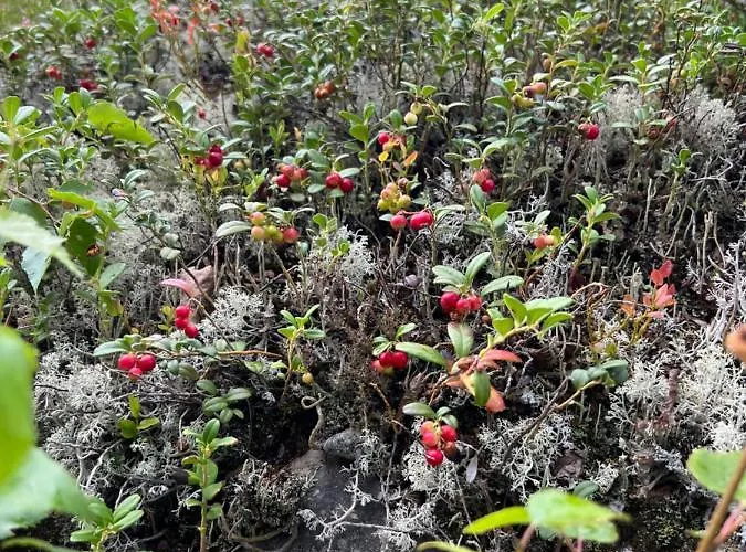 Amero Purnu 1 Tatil Evi Kolinkylä